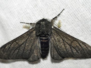 Krępak nabrzozak (Biston betularia) fot. J. Nowak, 
